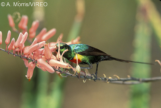 Beautiful Sunbird m17-58-312.jpg